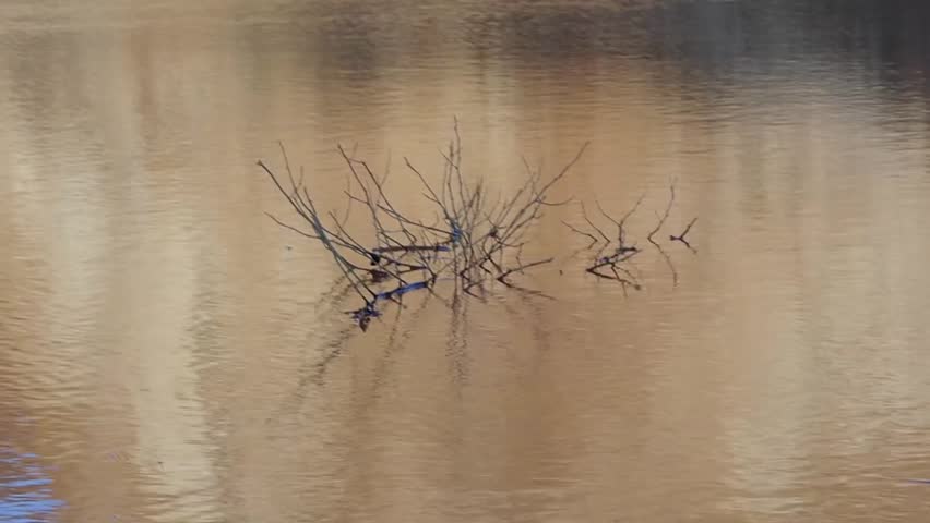 Tree canopy appears through muddy water after a flood in Murcia, Spain near La Manga del Mar Menor.
