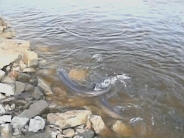 Lake Sturgeon Spawning on the Wolf River in Wisconsin 