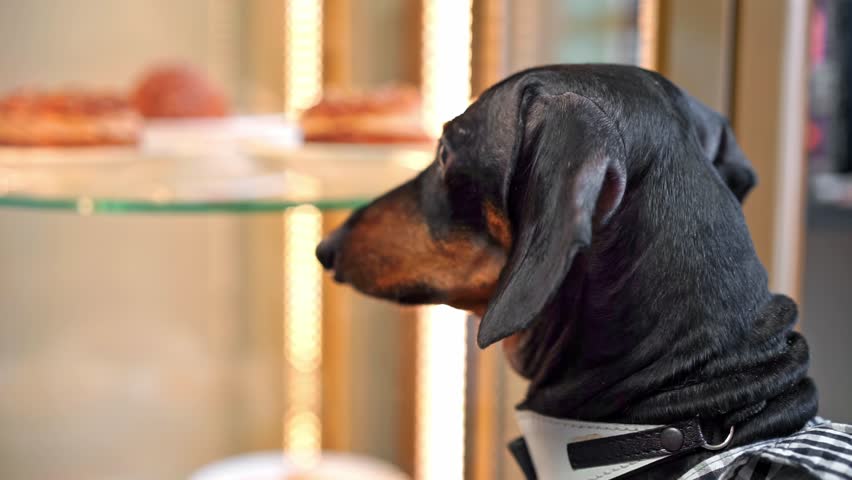 Dachshund puppy looks at display case with desserts in cafe. Cheerful dog accompanies loving owners on family walk in establishment