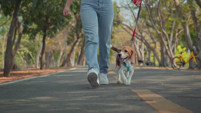 Happy beagle dog walking with female owner at park in morning. Woman holding leashes for controlling dog outdoors.