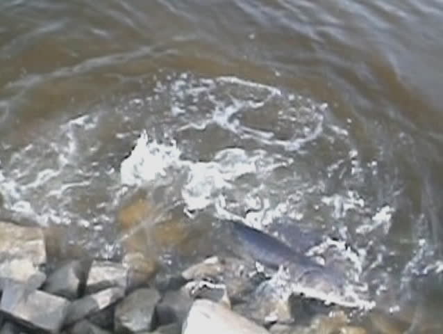 Lake Sturgeon Spawning on the Wolf River in Wisconsin 