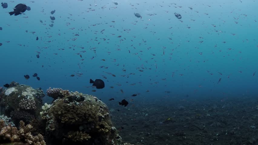 School of fish. Sea life of Tulamben, Bali, Indonesia.