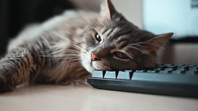 Close up hand stroking grey fluffy cat resting on keyboard, tired sleepy pet - Powered by Shutterstock - Get 15% off with code: PIKWIZARD15