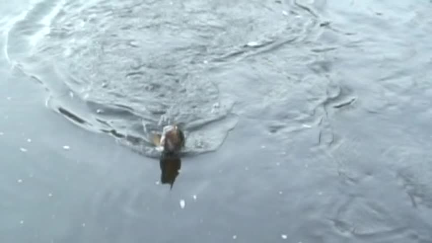 Smallmouth Bass jumping in the air in slow motion