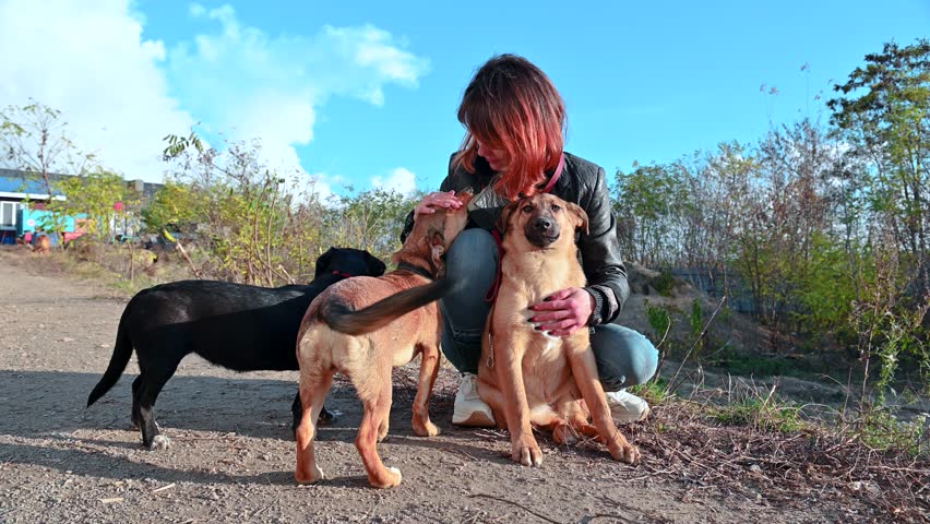 Dog at the shelter. Animal shelter volunteer takes care of dogs. Lonely dogs in cage with cheerful woman volunteer. 