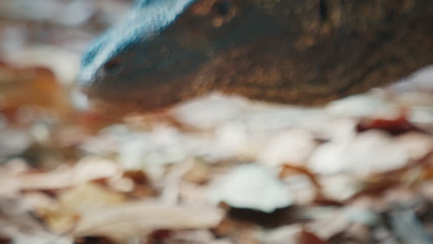 Komodo Dragon. The Komodo dragon, Varanus komodoensis, walks on the dry land on the island of Komodo in Indonesia and tests the air with its tongue