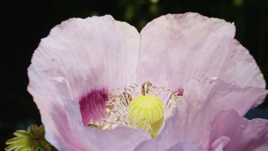 Honey bees pollinating a pink poppy flower. Macro shot. Nature and wildlife concept