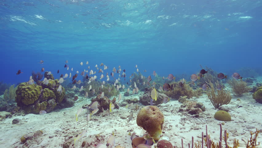 HDR: shoaling Doctorfish Tang in the Caribbean Sea