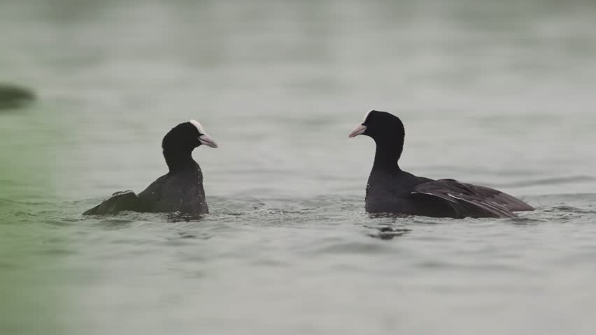 Two coots Fulica atra have territorial fight with kicking legs, closeup