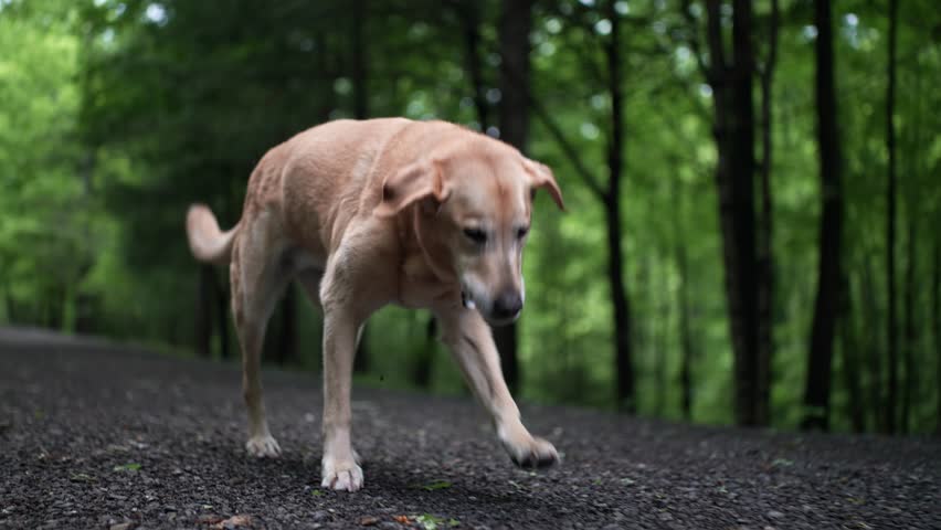 Diagonal view of injured golden labrador retriever limping with an injured leg in slow motion.