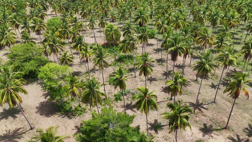 Bird's-eye view of a vast coconut plantation in Bang Saphan, Thailand.