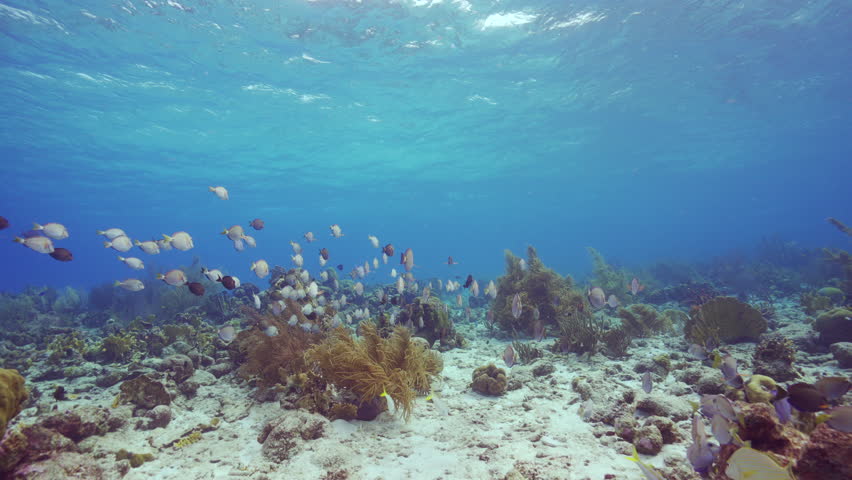 HDR: shoaling Doctorfish Tang in the Caribbean Sea