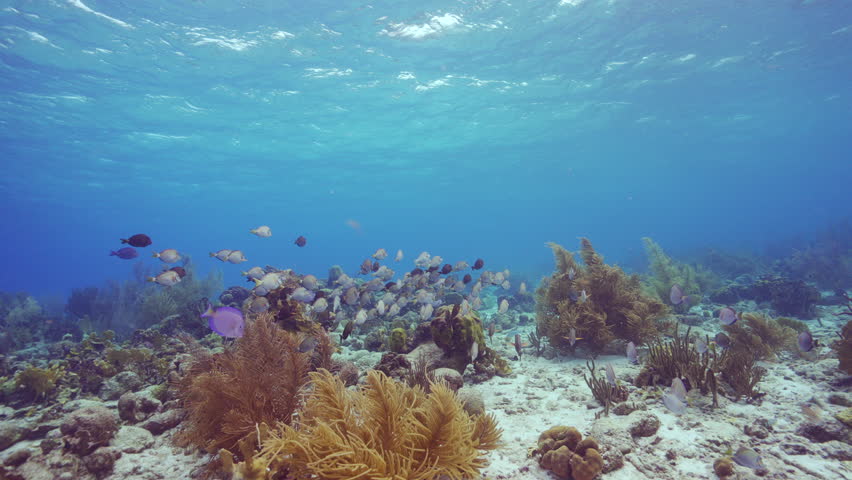 HDR: shoaling Doctorfish Tang in the Caribbean Sea