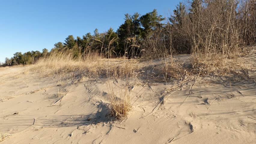 Parallax Shot of Beach Grass on a Sand Dune near Lake Huron in Michigan on a Sunny Day