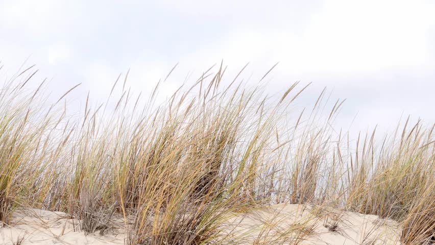 Coastal Beach Scene with Sea Oats and Horizon