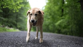 Closeup front view of injured golden labrador retriever limping with an injured leg in slow motion. - Powered by Shutterstock - Get 15% off with code: PIKWIZARD15