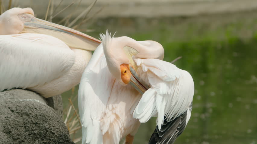 Great White Pelican Preening Plumage By The Lakeside. Slow Motion Shot 