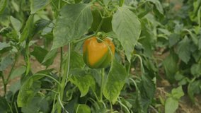 Nice shot of a bell pepper hanging on a plant farming and cultivation of fresh healthy crops - Powered by Shutterstock - Get 15% off with code: PIKWIZARD15