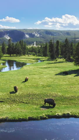 The breathtaking views of Yellowstone National Park feature vast meadows, a flowing river, and iconic bison beneath a clear sky. Discover the beauty of this unspoiled wilderness