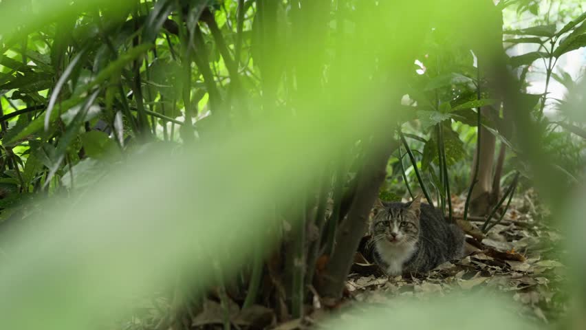 quiet cat under the tree