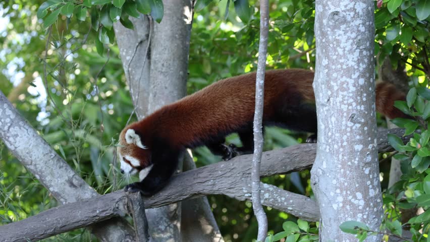 Red panda walking on a tree branch