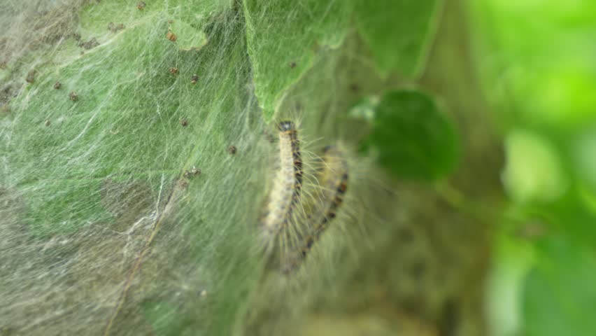 Parasitic oak procession moth caterpillars on an infected tree. Insect attack in the city, environmental problem.