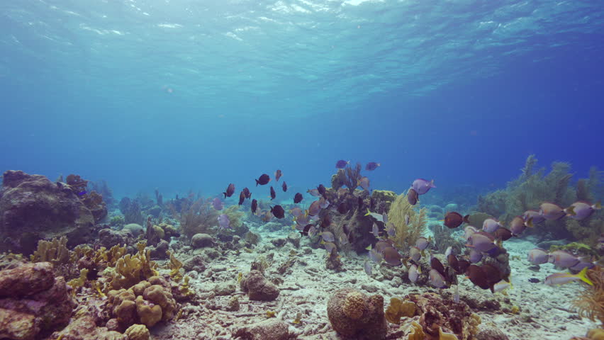 HDR: shoaling Doctorfish Tang in the Caribbean Sea