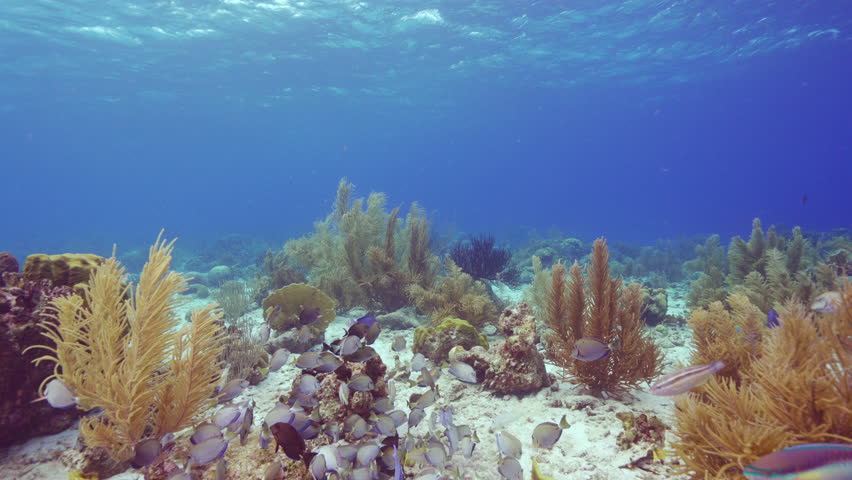 HDR: shoaling Doctorfish Tang in the Caribbean Sea