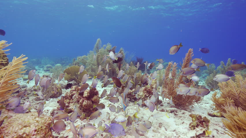 HDR: shoaling Doctorfish Tang in the Caribbean Sea
