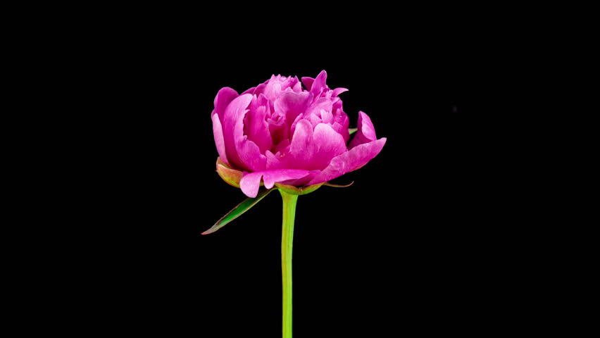 Time lapse of pink peony blossoming on a black background, macro photography, 4k video