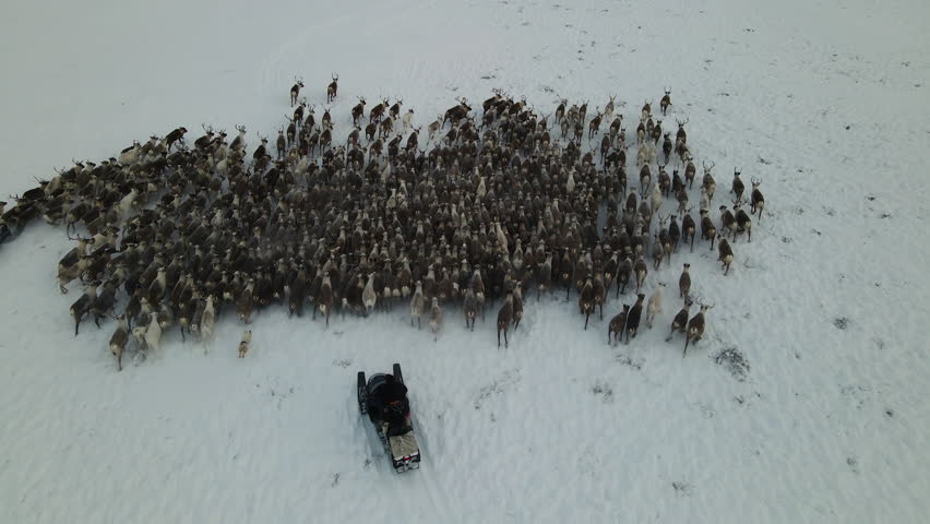 Reindeer herders drive a large herd of reindeer on snowmobiles