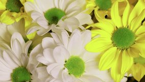 Beautiful bouquet with white and yellow flowers, close up view. Background of chrysanthemum flowers. Slow motion. - Powered by Shutterstock - Get 15% off with code: PIKWIZARD15