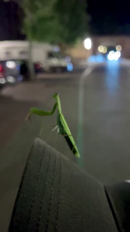 Vertical video of a praying mantis at night