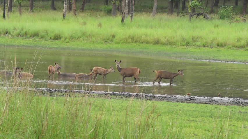 wide shot of sambar deer or rusa unicolor herd or family relaxing in water and one bird flying and then resting on deer head in wildlife safari at bandhavgarh national park forest tiger reserve india