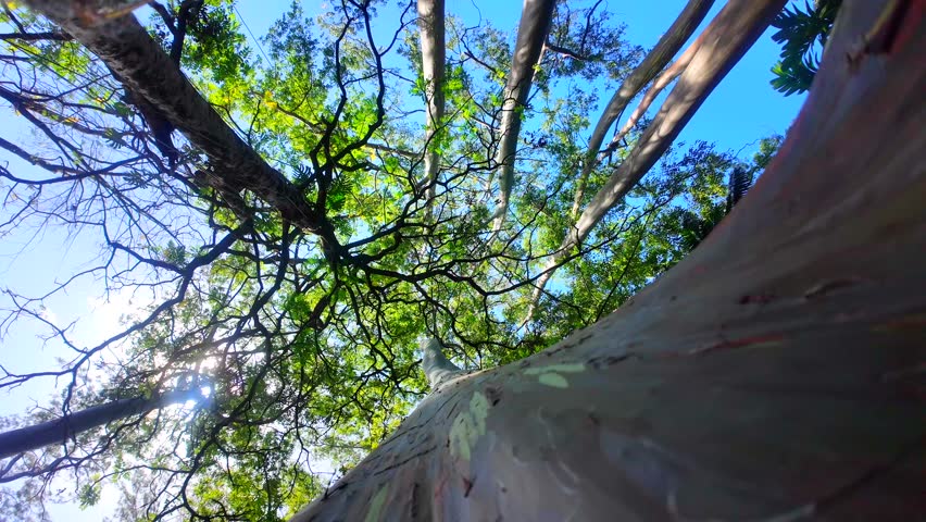 Amazing trees in Maui - Hawaii.