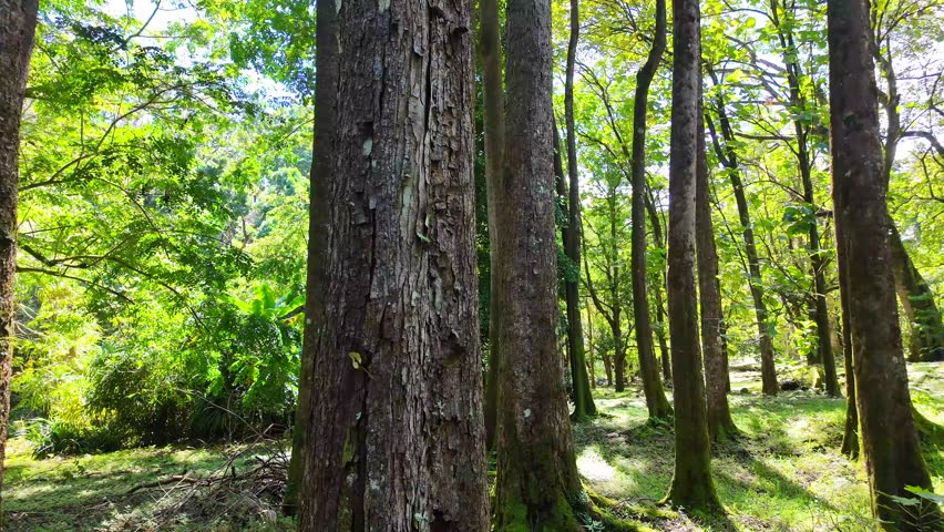Amazing trees in Maui - Hawaii.