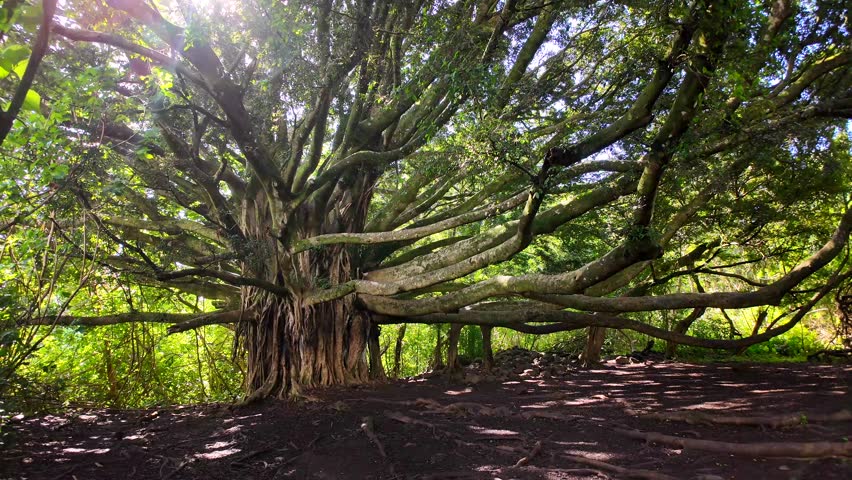One of the oldest tree in Maui - Hawaii.