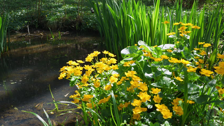 Flowers of Caltha palustris, marsh-marigold against the backdrop of a forest pond.