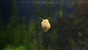 Aquarium snail