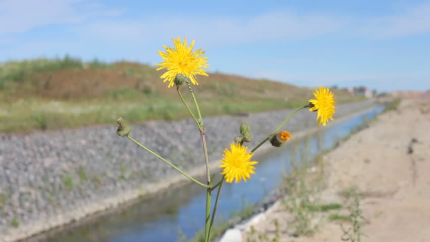 ditch, roadside
 with water drainage, yellow flower