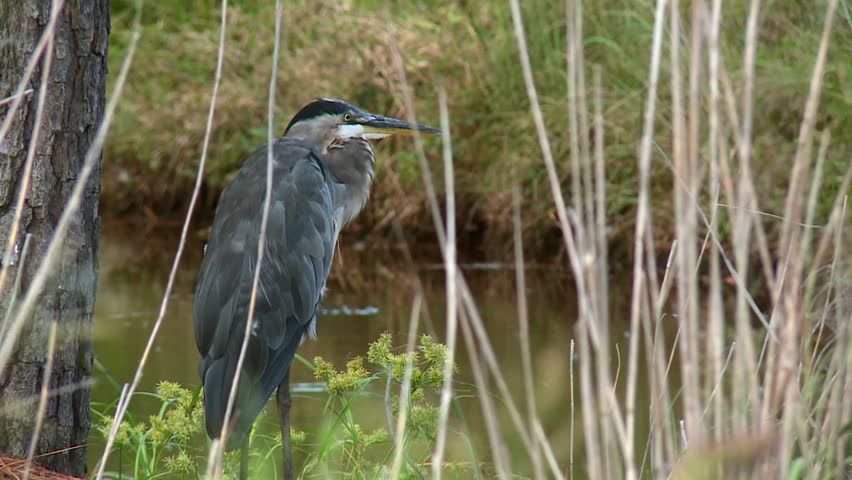 Back View Of Great Blue Heron Bird Perching At Blackwater National Wildlife Refuge In Maryland. USA. wide static shot