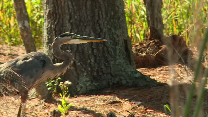 Closeup Of Great Blue Heron Hunting At Blackwater Refuge In Maryland, USA. tracking shot
