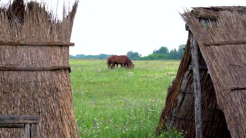 Three Aghal Teke horses grazing, framed by thatched shelters, Bugacpuszta, Hungary.