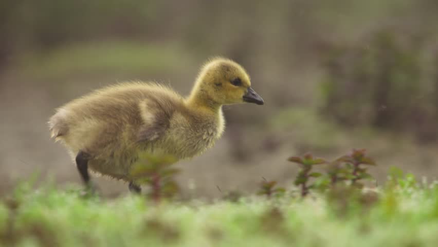 Yellow baby goose searches for food on green grass, close-up tracking shot