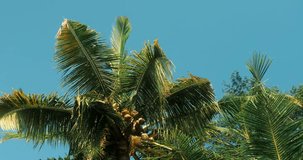 Low angle background video with tops of coconut trees against a blue sky without clouds. Palm leaves are blown by the warm wind. Exotic resort on a tropical island.