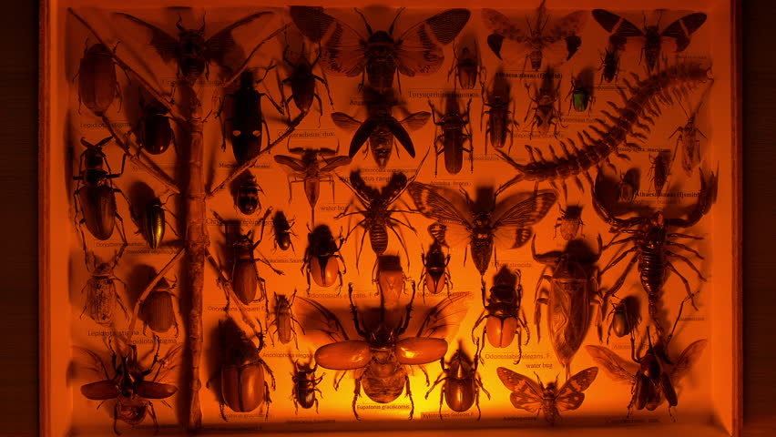 Large Insect Display Case In Firelight 2 Versions
