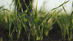 Young wheat sprouts with water drops.close-up of wheat seedlings.young wheat sprouts in morning dew.portrait of nature at sunset.transparent drops of water on sprouts young wheat. agriculture concept - Powered by Shutterstock - Get 15% off with code: PIKWIZARD15