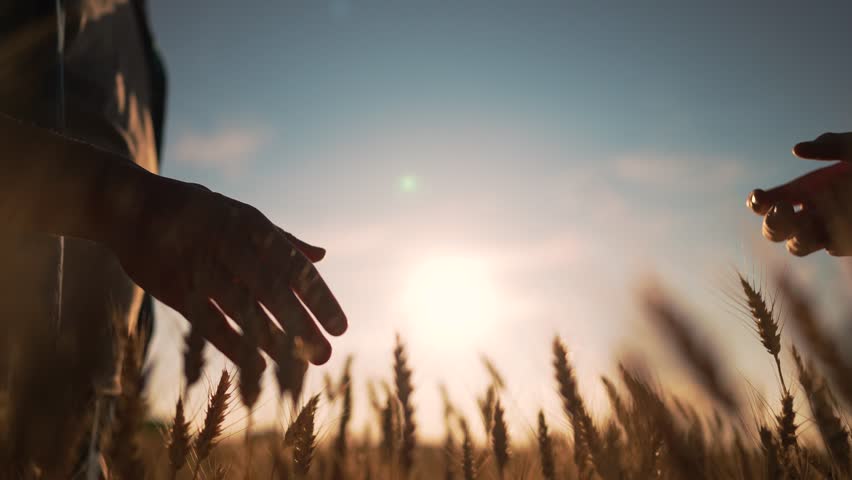 Handshake close-up in an agricultural field. teamwork. shaking hands to achieve joint goal. teamwork in wheat field. farmers in wheat field make contract with handshake. agricultural business concept