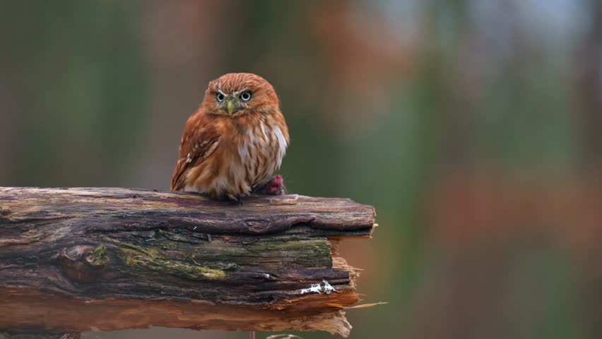 Cute ferruginous pygmy owl (Glaucidium brasilianum) standing on a tree branch with its prey. The smallest owl in the world in the autumn forest. 4K resolution