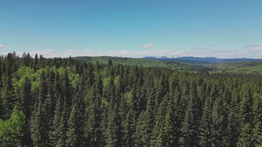 : forest in the mountains with a blue sky and mountains view at the background. flying above of lush green pine forest of a national park canada on a summer sunny day. 